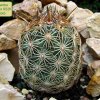 07 _Coryphantha _echinoidea _SB26_ 01